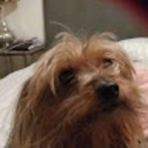 Meet your Posher, Anacelis